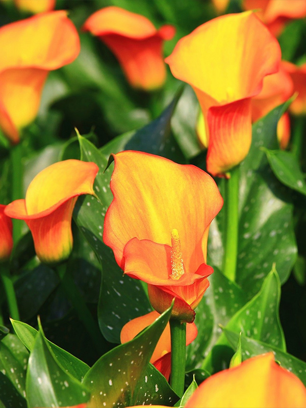 ����� Lido 14/16