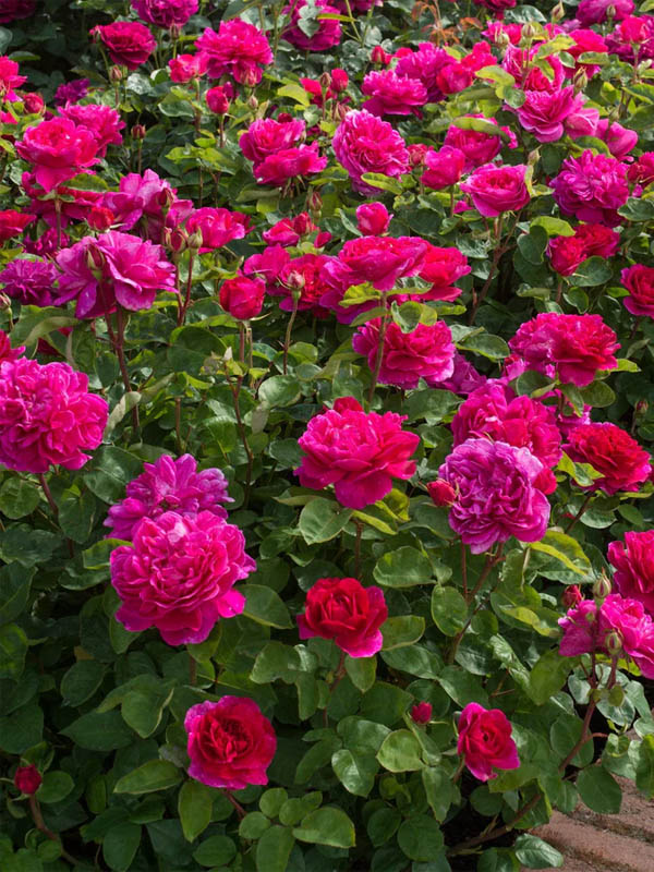     (Sophy's Rose) 4