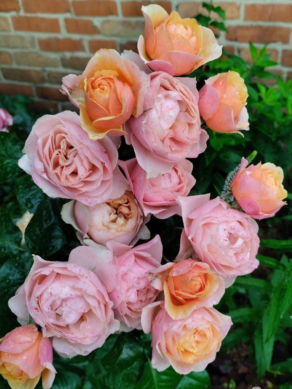 ������� �������� ������ (Princess Sakura) ��������, ��.