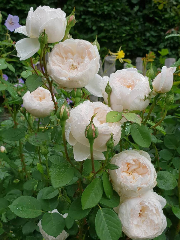     (Glamis Castle)