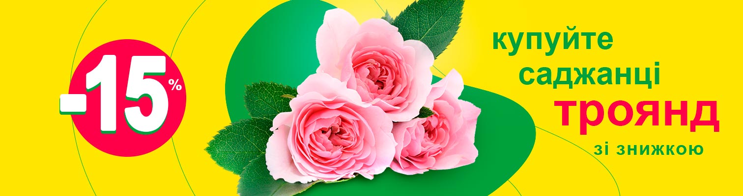 Скидки на саженцы роз для вашего сада