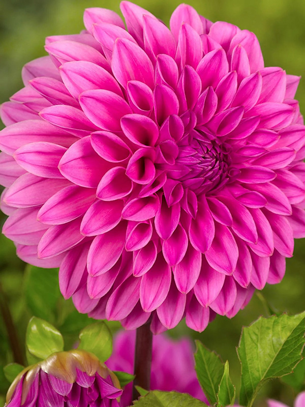 �������� Lucky Number 