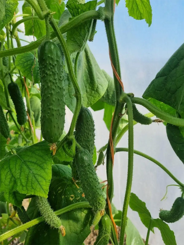     F1 25  LedaAgro