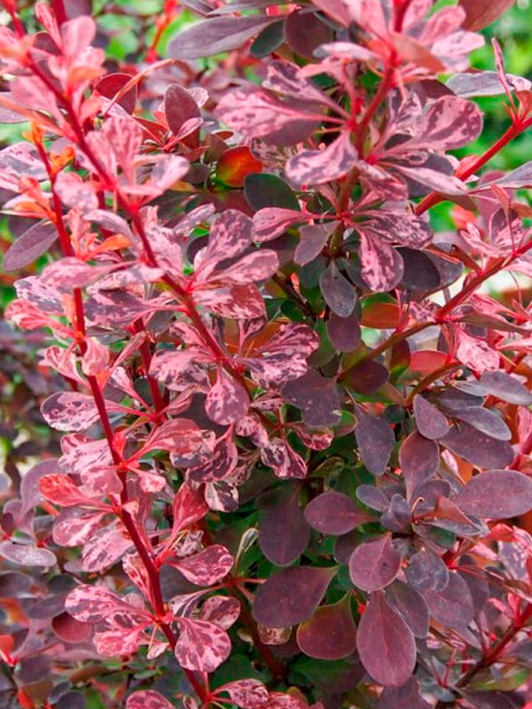 �������� �������� ���� ���� Rose Glow C1,5