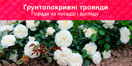 Як садити і правильно доглядати за ґрунтопокривними трояндами