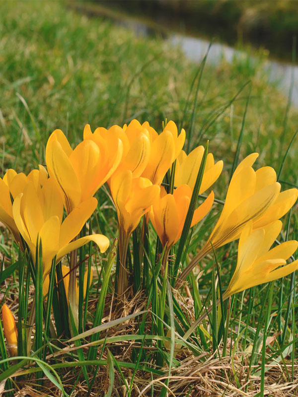   Golden Yellow ( )