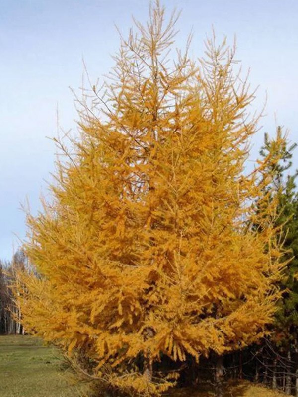   (larix kaempferi) P9
