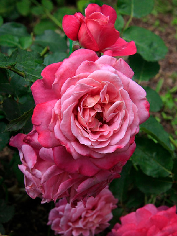 ���� ������ ��������� (Agnes Schilliger) �����-���������