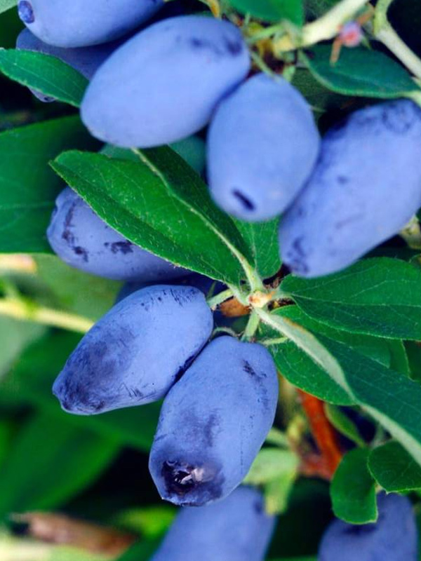 ��������� ������ ���� �2