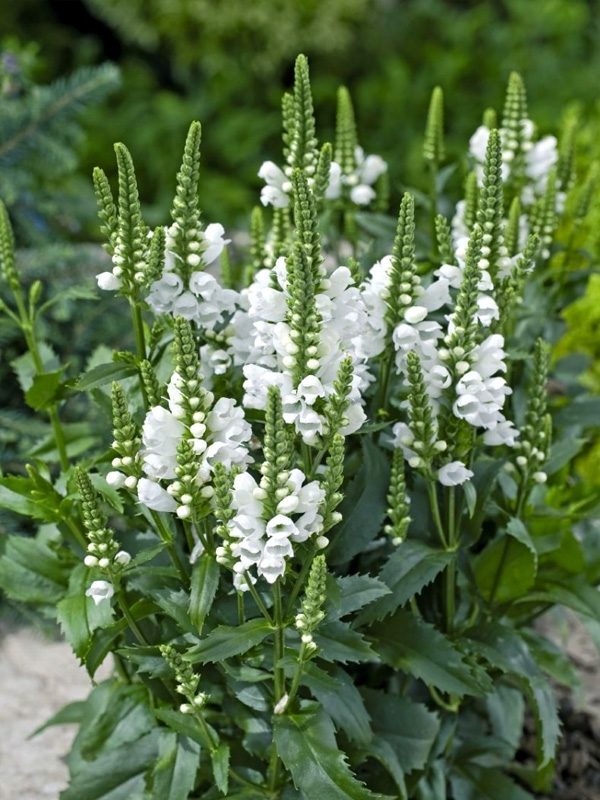 Գ������� �������� Alba �1