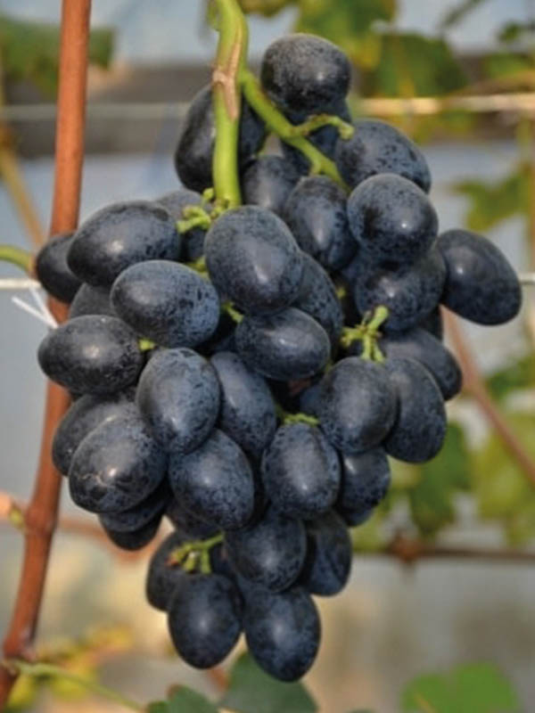 �������� ������� ����� ����������� �����