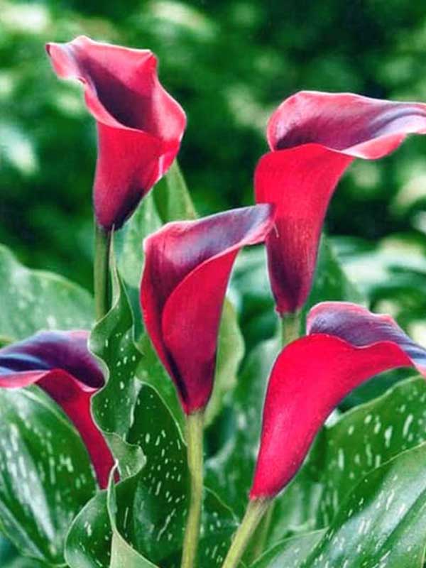 Калла Callafornia Red (Калифорния Ред) (1 шт) 