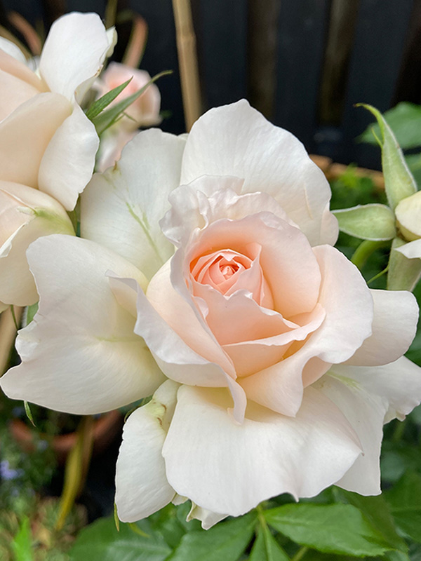  -   (Chandos Beauty)