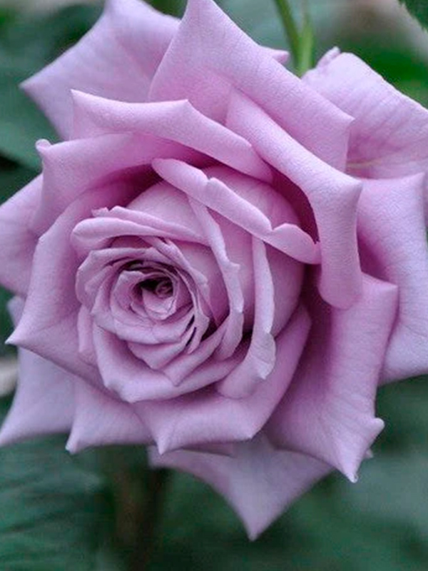 ���� ���� ��� (Mamy Blue) �����-���������