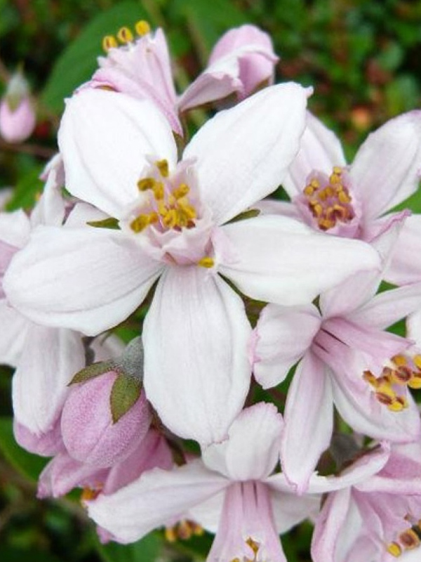 ������ ���� ���� (Mont Rose) ��������� �2,4