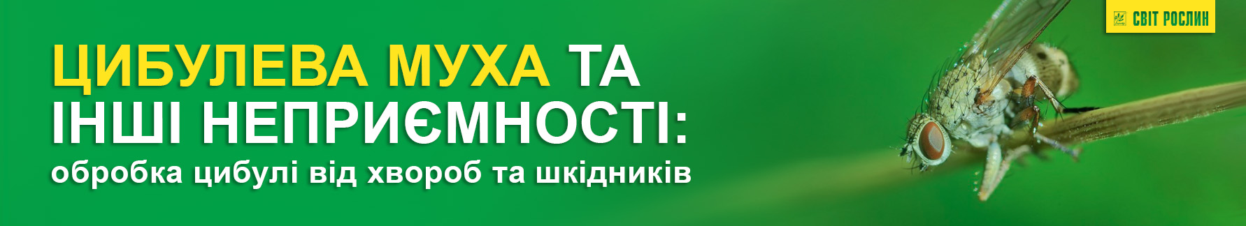 Луковая муха и другие проблемы: обработка лука от болезней и вредителей Луковая муха и другие проблемы: обработка лука от болезней и вредителей