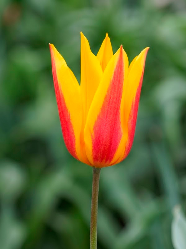 ������� Tubergen's Gem 6+ ������������ 