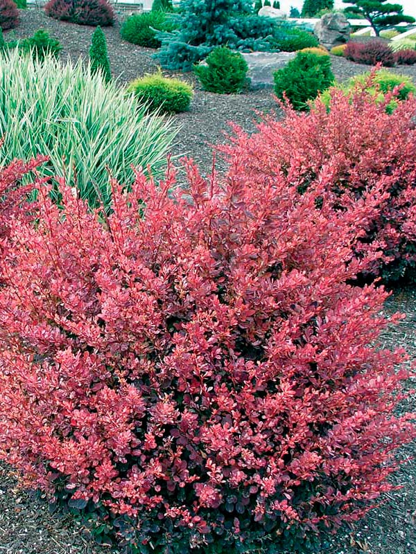 �������� �������� ���� ���� Rose Glow C1,5