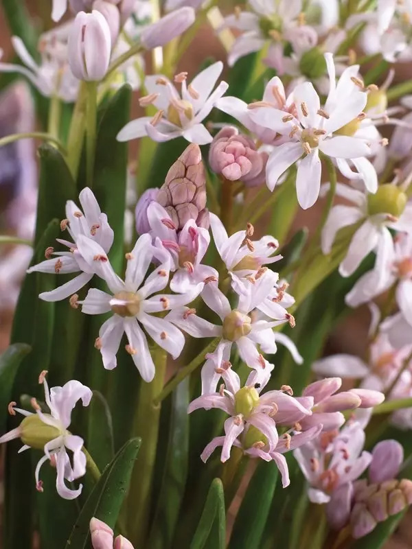  Bifolia Rosea 5/+ 