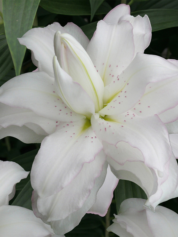   Lotus Beauty ( ) 