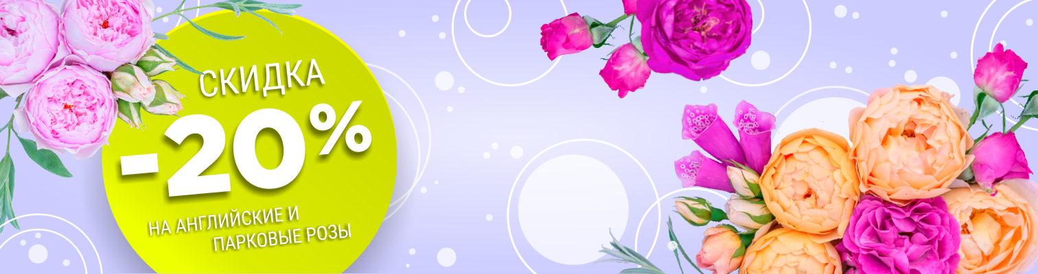 Акция! -20% скидки на английские и парковые розы Акция! -20% скидки на английские и парковые розы