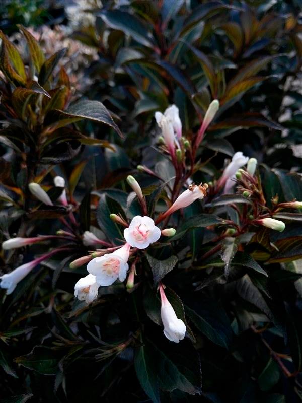 ������� ���� ��� ���� Blackand White ������ �2