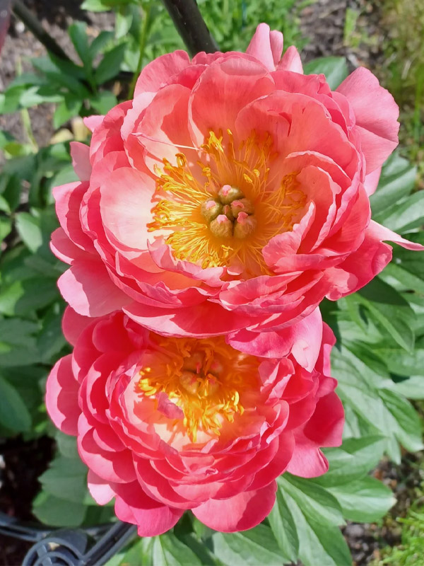  Pink Hawai Coral (  ) 2/3 (1 ) 