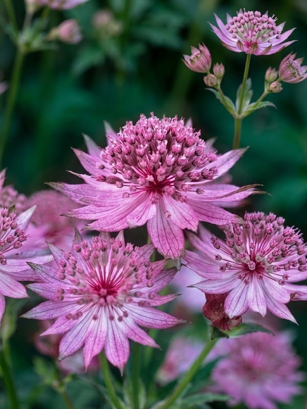 ��������� ������� Rosea P9, ��.