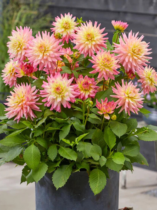 �������� Melody Gipsy 