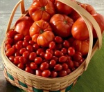 Как защитить томаты от фитофторы?