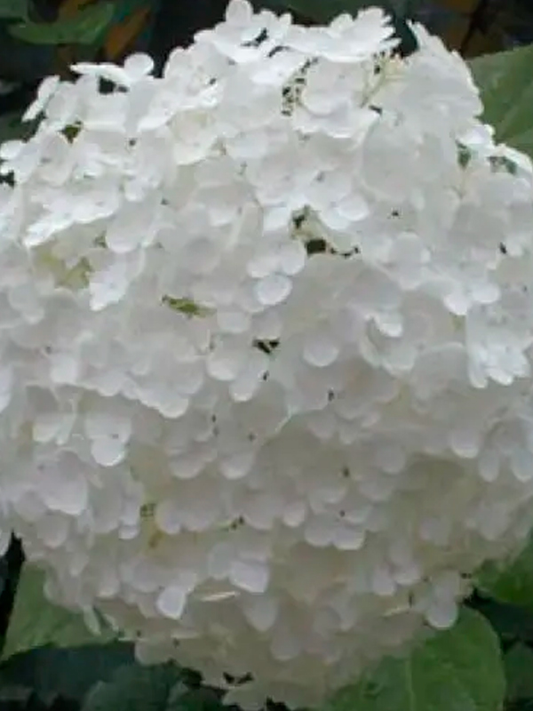 ��������� �������� (Annabelle) ����������� 25-35 �� C10