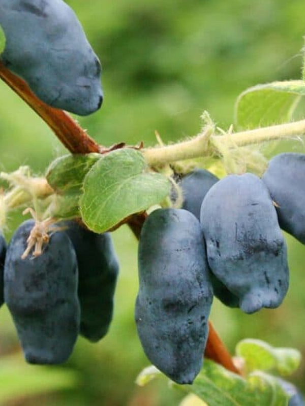 ��������� ������ ����� �2