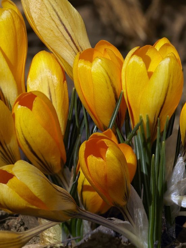   Golden Yellow ( )