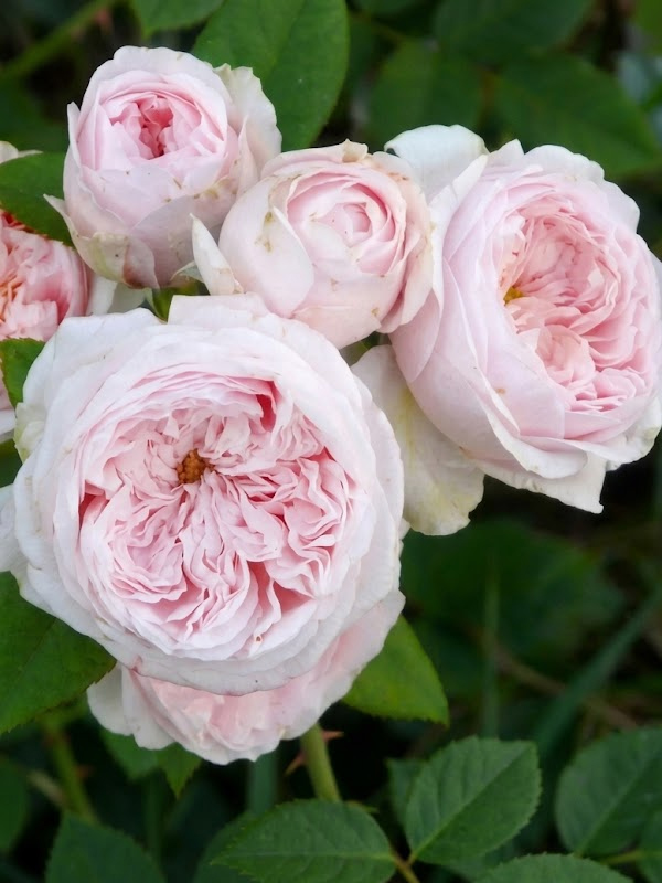 ���� ���� ���� (Claire Rose) ���������� C3, ��.