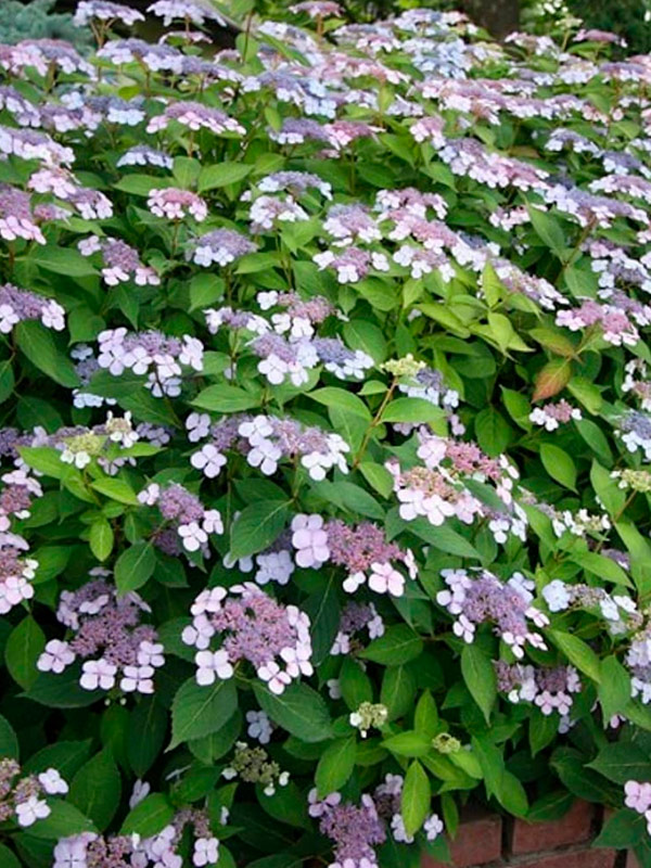 �������� ��������� (Intermedia) ������ C15