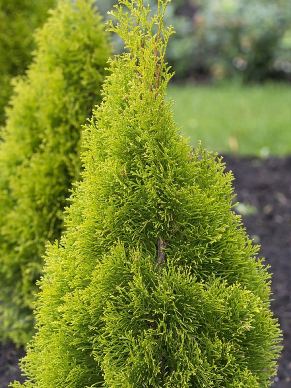 ��� �������� Brabant �3