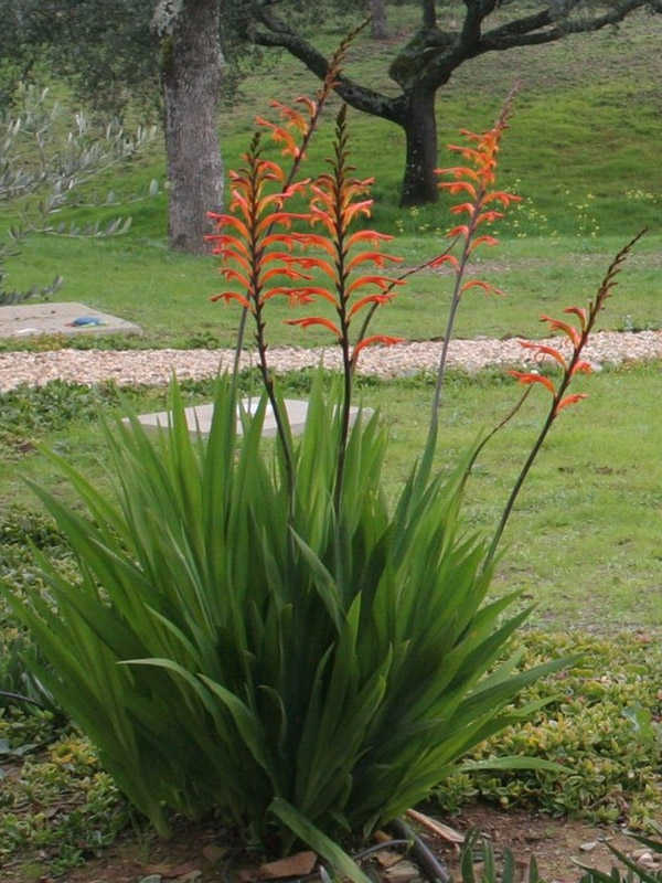  Floribunda Saturnus 12+