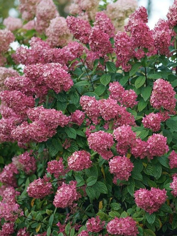 ��������� ���� ���� (Fire Light) ����������� �2