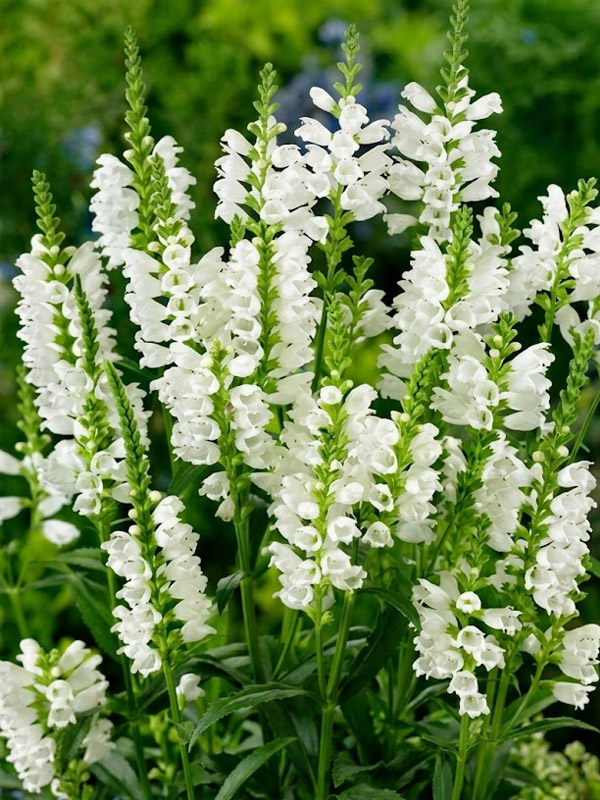 Գ������� �������� Alba �1