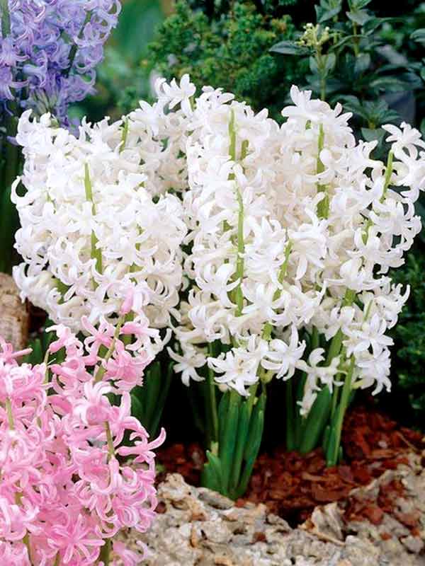 Гіацинт White Festivall Многоцветковый (2 шт) 