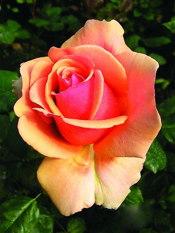 Сорт розы эсмеральда фото и описание