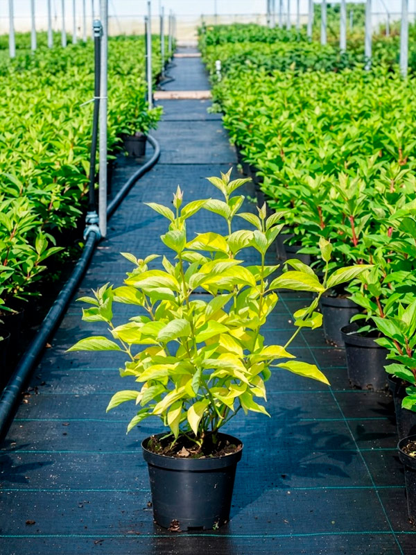 ����� ����� Aurea ���� �2