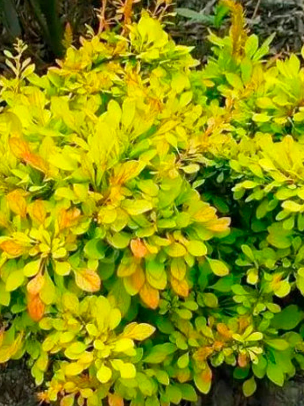 �������� �������� ������ ��� Golden Dream �1,5