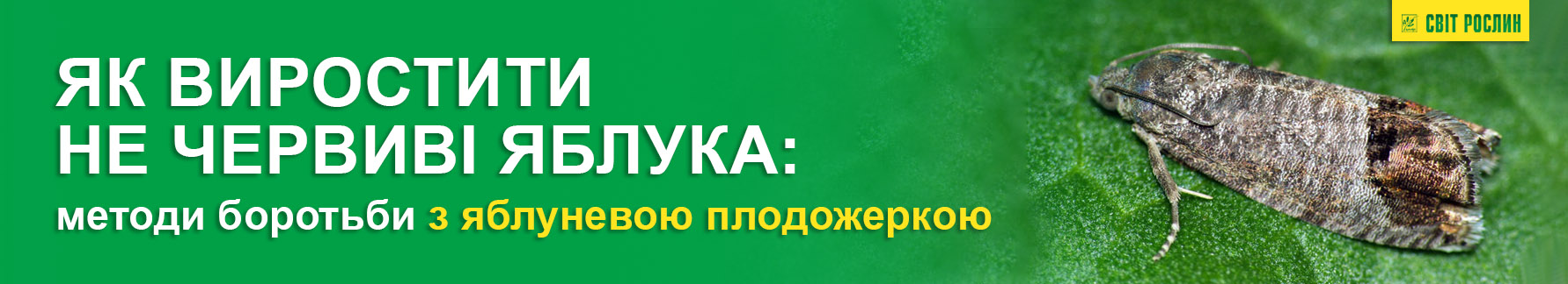 Как вырастить не червивые яблоки: методы борьбы с яблоневой плодожоркой Как вырастить не червивые яблоки: методы борьбы с яблоневой плодожоркой
