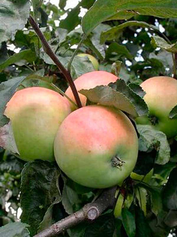 Сорта среднерослых яблонь для подмосковья с фото и описанием устойчивые к парше
