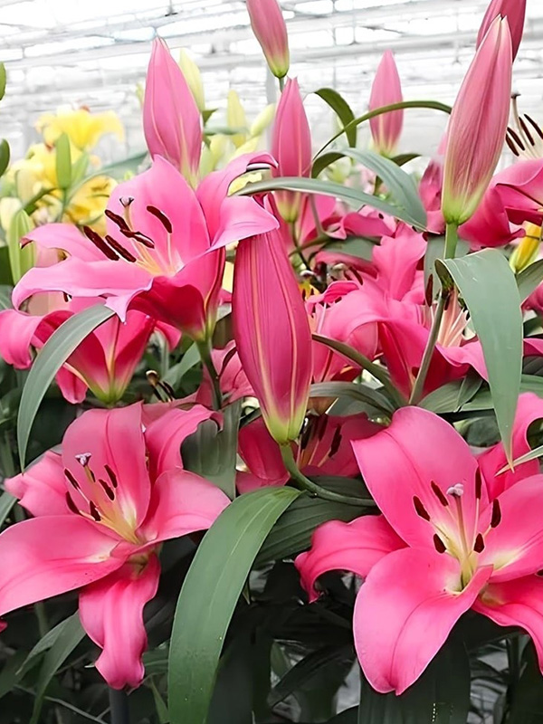 ����� Loverstown 14/16 