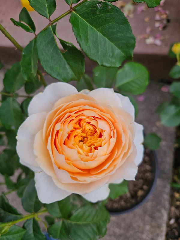 ���� ������� (Beatrice) ���������� C3