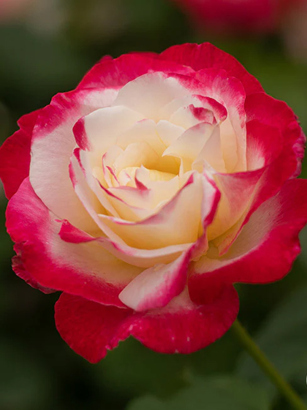  -   (Double Delight)
