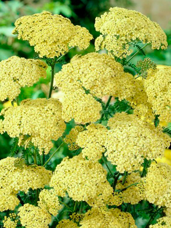 ������� Hella Glashoff 