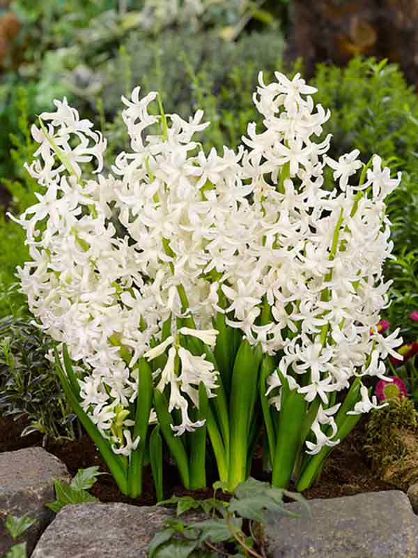 Гиацинт многоцветковый  White Festival 